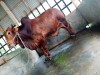 COW (ষাড় গরু)